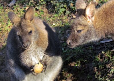 November 2020: Beliebt bei den Wallabys auch immer rohe Kartoffeln. Da galt es aufzupassen, dass niemand die leckere Kartoffel stibitzt.