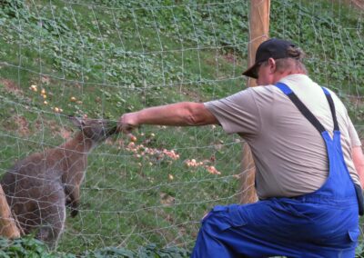 „Zoodirektor“ und „Känguru-Mann“ Johannes Ohnemus serviert einem Känguru-Männchen frisches Gras (August 2019).
