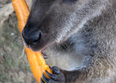 Fütterung der Bennett-Kängurus im Juli 2020. Immer wieder faszinierend zuzuschauen.