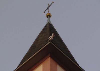 Juni 2021: Weißstorch wählt den Kirchturm als Rast- und Schlafplatz. Er bleibt für mehrere Tage im Ort.