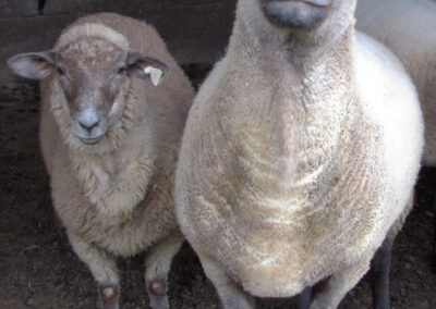 Das Schaf Bella genießt seine Sonderrolle. Nach einem Dreivierteljahr ist das Fell nun genauso hell wie bei den anderen Schafen.