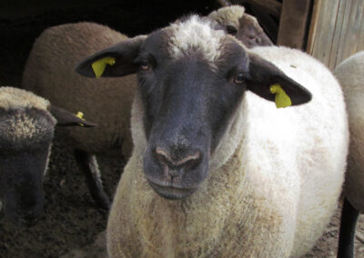 Das Schaf Bella genießt seine Sonderrolle. Nach einem Dreivierteljahr ist das Fell nun genauso hell wie bei den anderen Schafen.