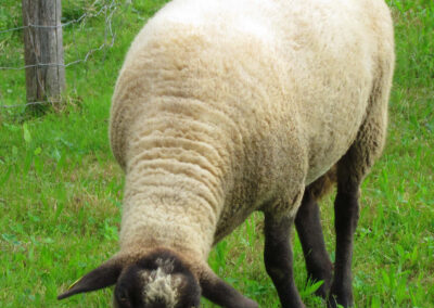 Nicht nur Bella, auch die anderen Schafe fühlen sich im Dobel wohl. Der einzige Unterschied: Bella hat Wohnrecht auf Lebenszeit.