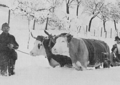 Foto-Dokument zu einem vermeintlichen Ochsengespann aus den 1940er-Jahren. Es sollen jedoch keine Ochsen gewesen sein.