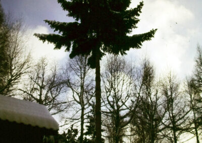 Die markante und ortsbildprägende Schätzle-Tanne im Winter 1986. Über vier Jahrzehnte einer der markantesten Bäume im Ortsbild.