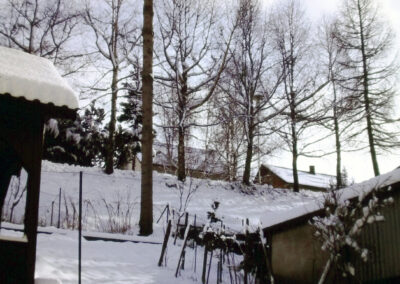 Die markante und ortsbildprägende Schätzle-Tanne im Winter 1986. Über vier Jahrzehnte einer der markantesten Bäume im Ortsbild.