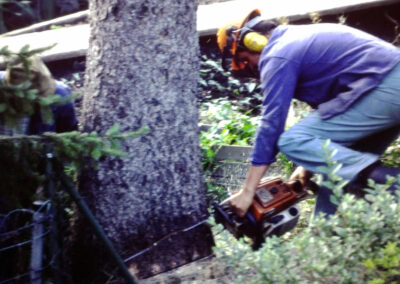 Impressionen von der Fällung der Schätzle-Tanne im Spätsommer 1994. Ein vergessener Draht hatte den Stamm regelrecht abgeschnürt.