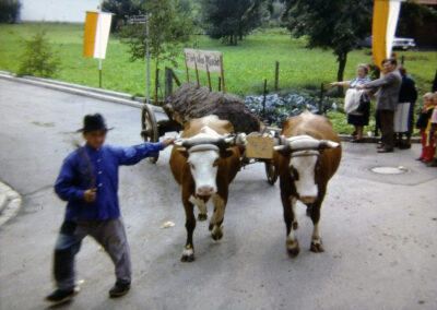 Auch bei der 750-Jahr-Feier wurden Kühe und keine Ochsen vor den Wagen gespannt. Seinerzeit gab es nur auf dem Kasperhof Ochsen.