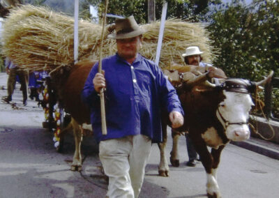 Auch bei der 750-Jahr-Feier wurden Kühe und keine Ochsen vor den Wagen gespannt. Seinerzeit gab es nur auf dem Kasperhof Ochsen.