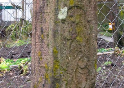 Der Bildstock am Gartenzaun des Anwesens Hansmann. Streng gesehen ist es ein Schuttertäler Bildstock. Durch Höfen läuft nämlich die Gemarkungsgrenze.