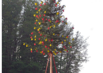 Brandaktuell: Impressionen vom Maibaumstellen am heutigen frühen Abend. Der Baum steht nun in seiner voller Pracht in der Dorfmitte.