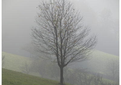 Dörlinbacher Impressionen aus dem Monat November. Ein Bilderbuch querbeet durch den Alltag: Leute, Tiere, Gebäude, Landschaft und Natur.