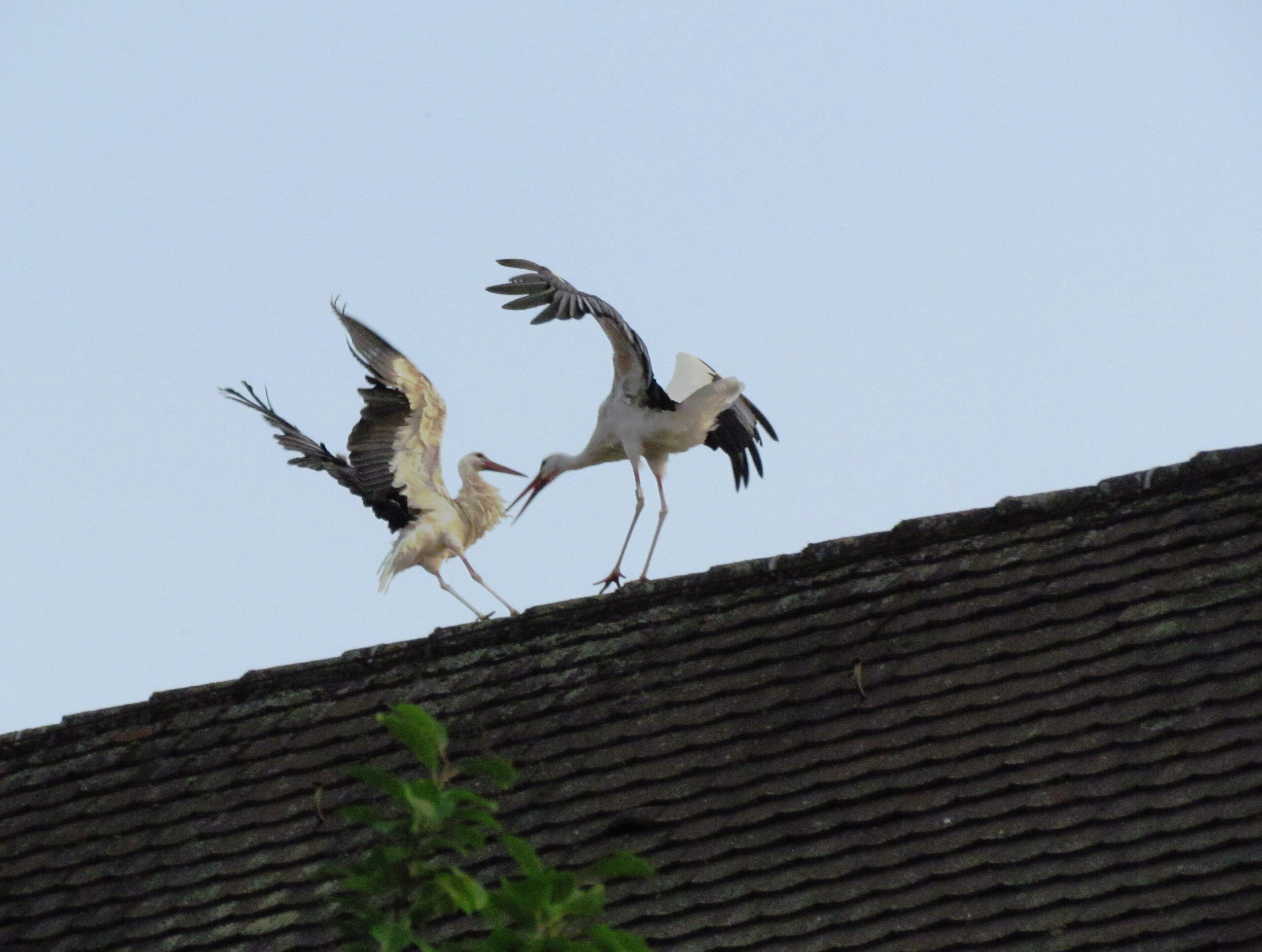 Warten auf den Storch