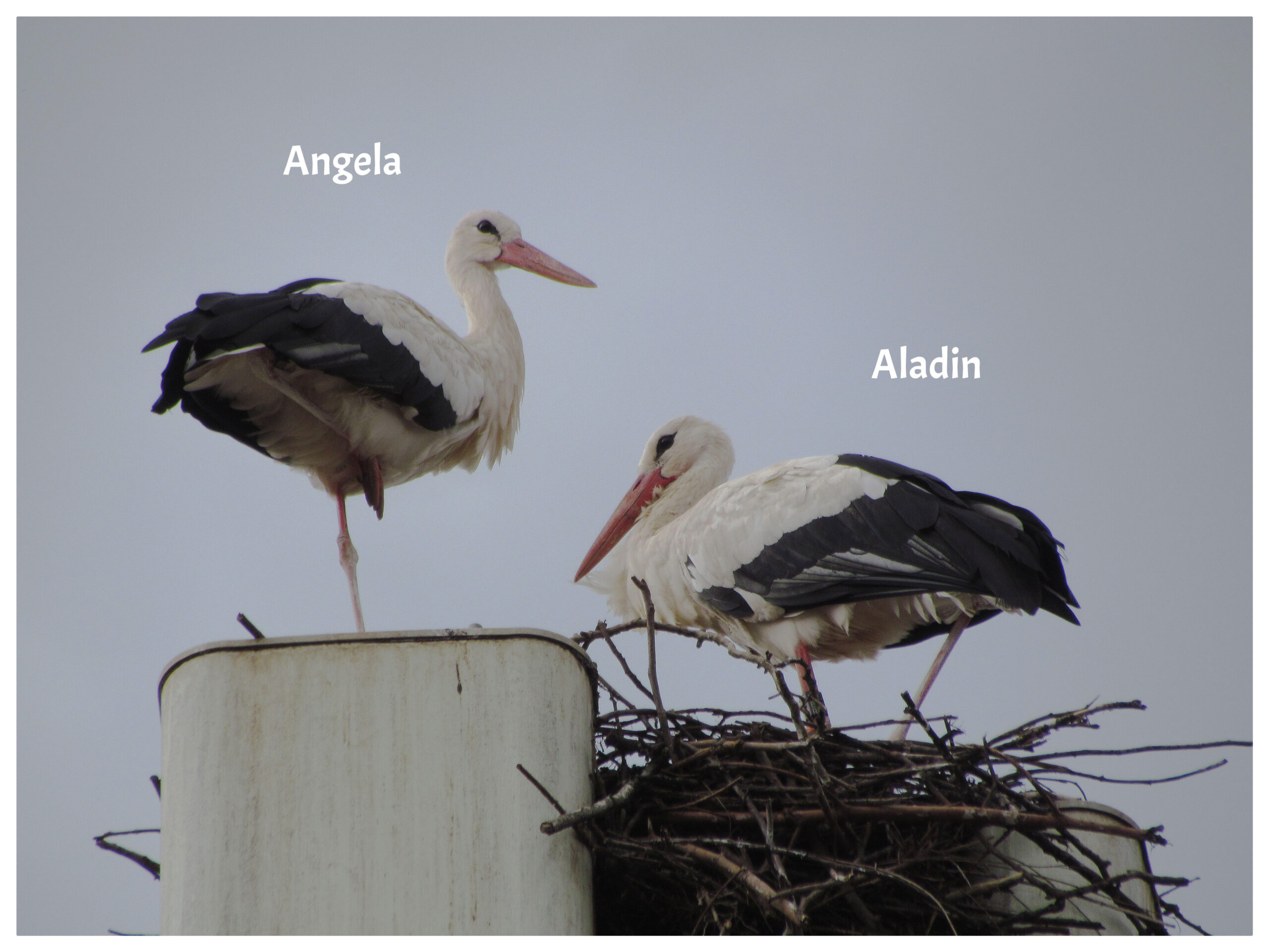 Aladin und Angela