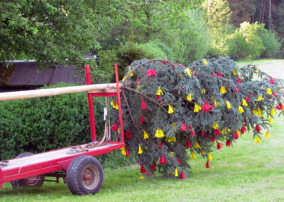 30. April 2025: Traditionell beginnt die Feier mit dem Schmücken des Maibaumes. Der 2025er-Baum steht zum Abtransport zum Aufstellungsort bereit.