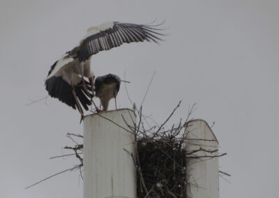 Aladin und Angela nehmen die Herausforderung an und beginnen erneut mit dem Nestbau. Der Aufbau ihres neuen Horstes auf der G5-Antenne verlief rasant.