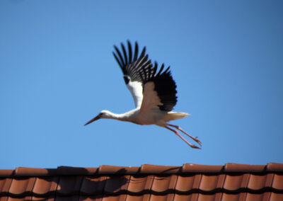 Aladin und Angela erhalten ungebetenen Besuch: Der Störenfried ein Storch ohne Ring. Nach zwei Tagen ist der unberingte Storch wieder verschwunden.
