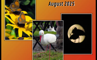 In eigener Sache(August 2025)
