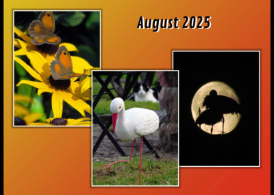 Dörlinbacher Impressionen aus dem August 2025: Tiere, Natur und Gebäude ...