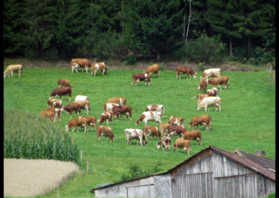 Dörlinbacher Impressionen aus dem August 2025: Tiere, Natur und Gebäude ...