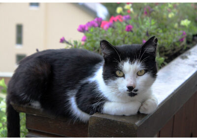September-Bilder aus unserem Ort: Katzen, Natur und sonstige Dorf-Blicke.
