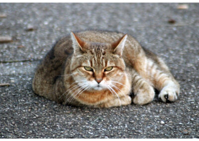 September-Bilder aus unserem Ort: Katzen, Natur und sonstige Dorf-Blicke.