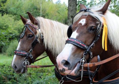 Begegnung im Dörlinbacher Grund: Wandergruppe aus Dörlinbach und Pferdeliebhaber aus Schweighausen.