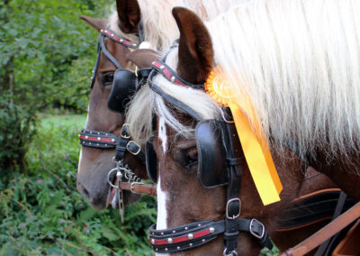 Begegnung im Dörlinbacher Grund: Wandergruppe aus Dörlinbach und Pferdeliebhaber aus Schweighausen.