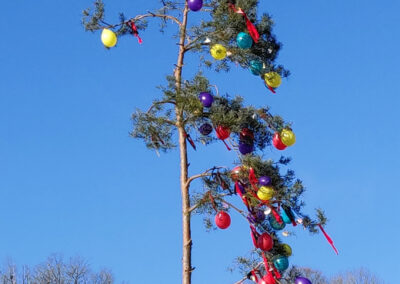 Der große Weihnachtsbaum musste Platz machen für den noch größeren Narrenbaum, der am Dreikönigstag mit Manneskraft aufgestellt wurde.