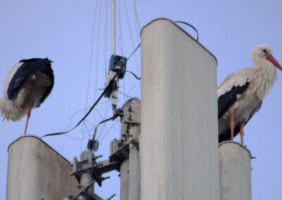 Aladin staunt: Sein Horst auf der G5-.Antenne im Mühlweg wurde wieder entfernt – inklusive der Anbringung seiner Vergrämung!