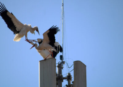 Es entbrannten zunächst Kämpfe um den begehrten Nistplatz – andere Störche zeigten Interesse, vielleicht sogar rivalisierende Verehrer um Angela?