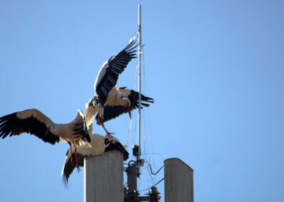 Es entbrannten zunächst Kämpfe um den begehrten Nistplatz – andere Störche zeigten Interesse, vielleicht sogar rivalisierende Verehrer um Angela?