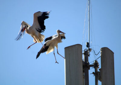 Es entbrannten zunächst Kämpfe um den begehrten Nistplatz – andere Störche zeigten Interesse, vielleicht sogar rivalisierende Verehrer um Angela?