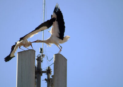 Es entbrannten zunächst Kämpfe um den begehrten Nistplatz – andere Störche zeigten Interesse, vielleicht sogar rivalisierende Verehrer um Angela?