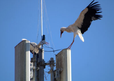 Es entbrannten zunächst Kämpfe um den begehrten Nistplatz – andere Störche zeigten Interesse, vielleicht sogar rivalisierende Verehrer um Angela?