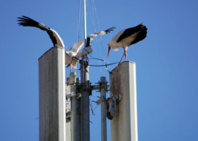 Es entbrannten zunächst Kämpfe um den begehrten Nistplatz – andere Störche zeigten Interesse, vielleicht sogar rivalisierende Verehrer um Angela?