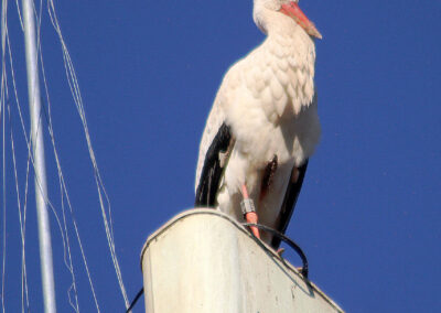 Geschafft. Konkurrenten weg – aber auch Angela! Sie hat Aladin verlassen und ist in Wittelbach eine neue Partnerschaft eingegangen.