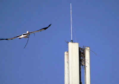 Aladin beginnt alleine ein neues Zuhause zu bauen. Der Aufbau des neuen Horstes auf der G5-Antenne verlief rasant.