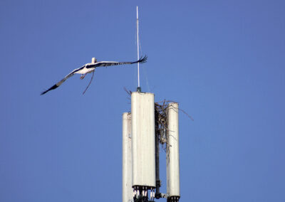 Aladin beginnt alleine ein neues Zuhause zu bauen. Der Aufbau des neuen Horstes auf der G5-Antenne verlief rasant.
