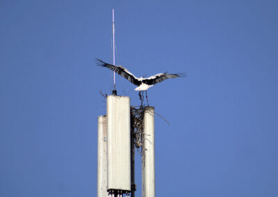 Aladin beginnt alleine ein neues Zuhause zu bauen. Der Aufbau des neuen Horstes auf der G5-Antenne verlief rasant.