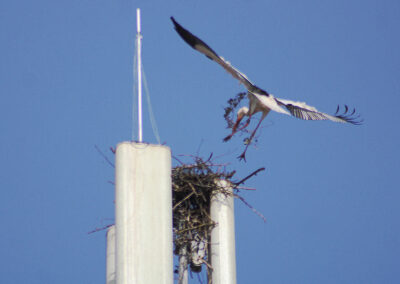 Aladin beginnt alleine ein neues Zuhause zu bauen. Der Aufbau des neuen Horstes auf der G5-Antenne verlief rasant.