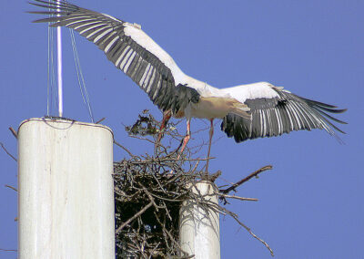 Aladin beginnt alleine ein neues Zuhause zu bauen. Der Aufbau des neuen Horstes auf der G5-Antenne verlief rasant.