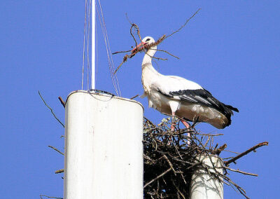 Aladin beginnt alleine ein neues Zuhause zu bauen. Der Aufbau des neuen Horstes auf der G5-Antenne verlief rasant.