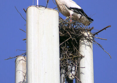 Aladin beginnt alleine ein neues Zuhause zu bauen. Der Aufbau des neuen Horstes auf der G5-Antenne verlief rasant.