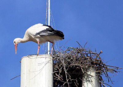 Aladin beginnt alleine ein neues Zuhause zu bauen. Der Aufbau des neuen Horstes auf der G5-Antenne verlief rasant.