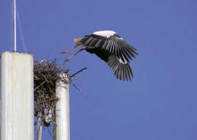 Aladin begibt sich auf die Suche einer neuen Partnerin. Seine Angela wird er wohl nicht mehr zurückbekommen.