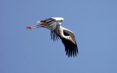 Aladin allein zu Haus