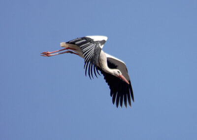 Aladin begibt sich auf die Suche einer neuen Partnerin. Seine Angela wird er wohl nicht mehr zurückbekommen.