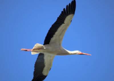 Aladin begibt sich auf die Suche einer neuen Partnerin. Seine Angela wird er wohl nicht mehr zurückbekommen.