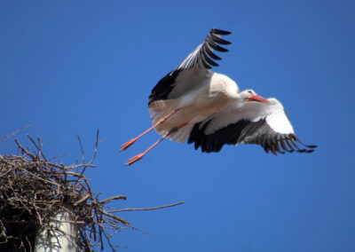 Aladin begibt sich auf die Suche einer neuen Partnerin. Seine Angela wird er wohl nicht mehr zurückbekommen.